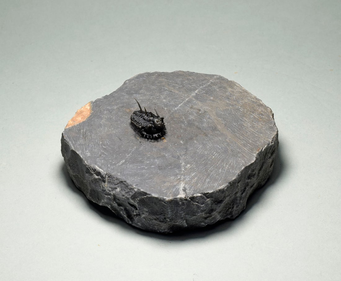 Very rare trilobite - Otarionella lkomalii - 4