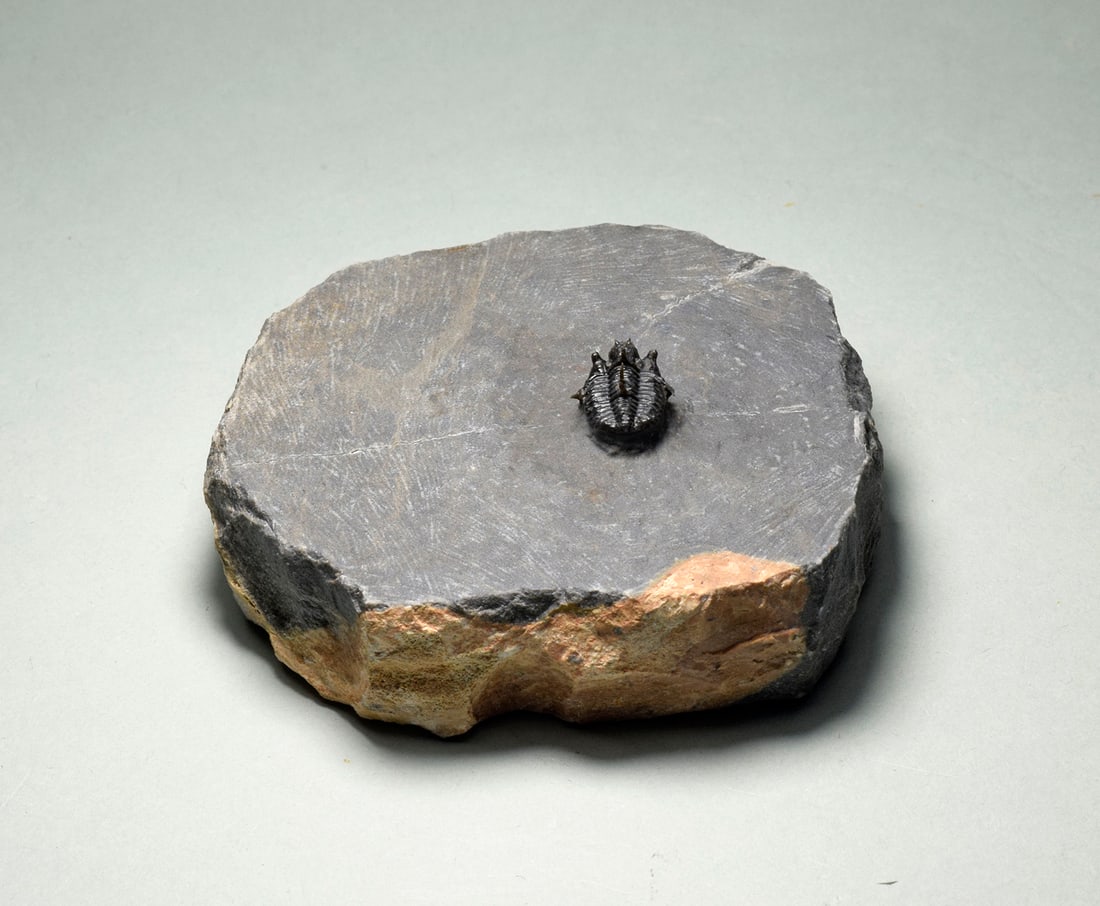 Very rare trilobite - Otarionella lkomalii - 7