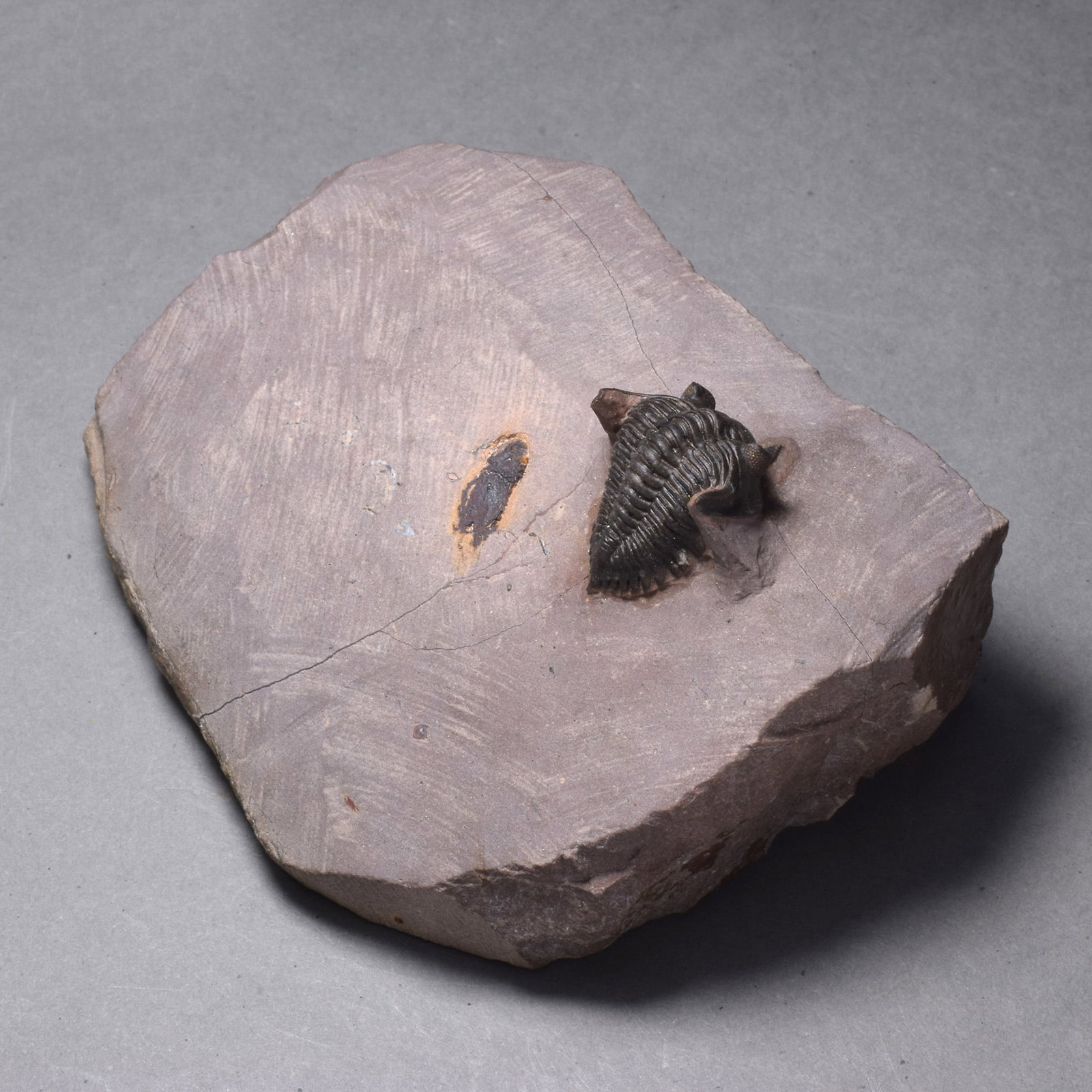 Rare trilobite Minicryphaeus minimus - 5