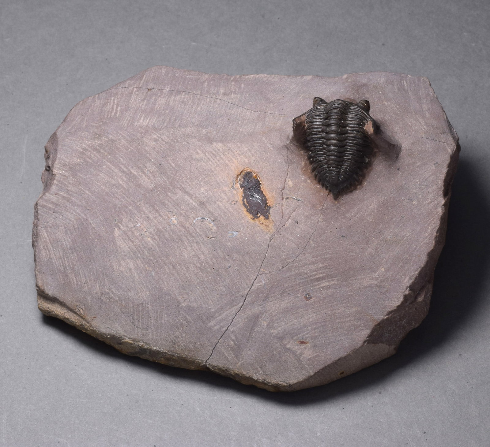 Rare trilobite Minicryphaeus minimus - 6