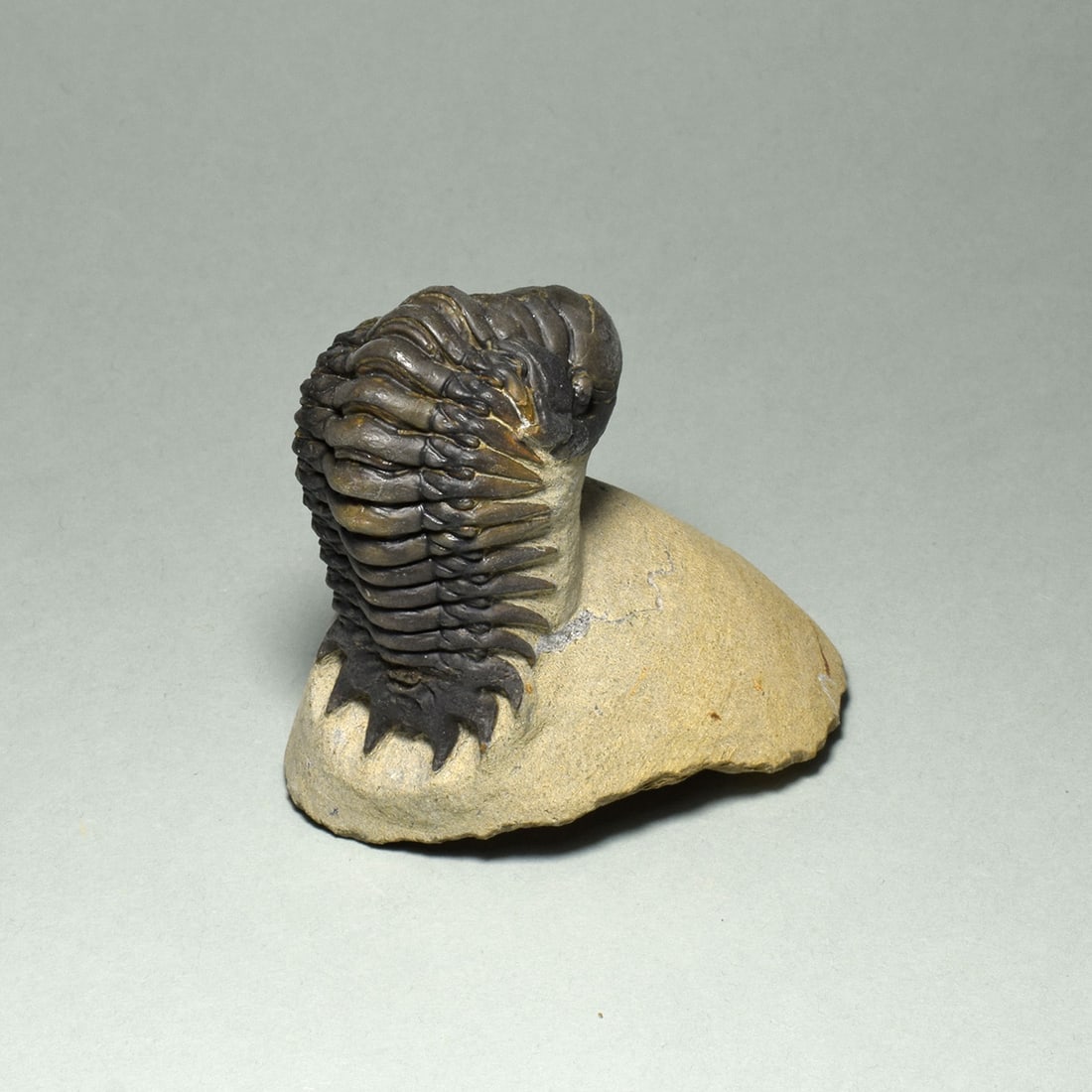 Beautiful rolled trilobite - Cheirurus (Crotalocephalina) gr. gibbus - 4