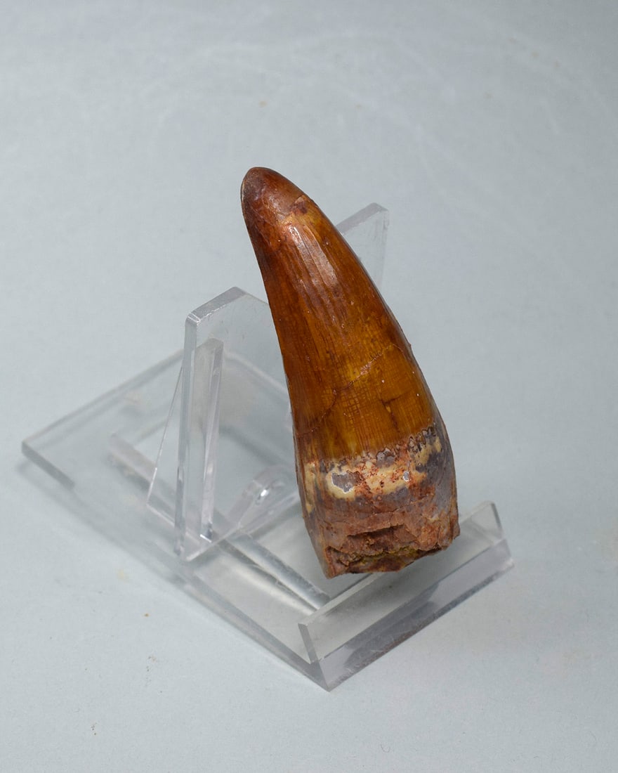 Superb 6.5 cm tooth of a theropod dinosaur Spinosaurus sp. - 2