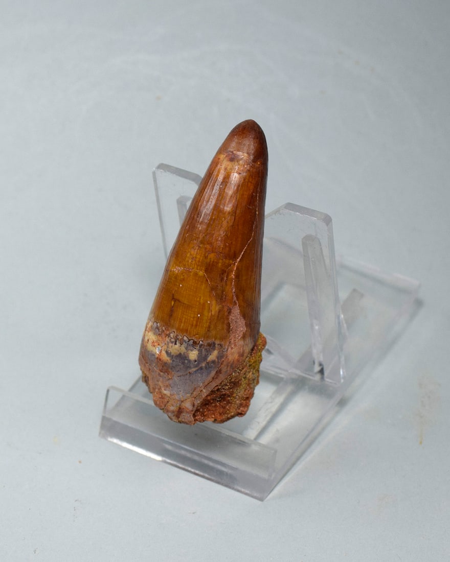 Superb 6.5 cm tooth of a theropod dinosaur Spinosaurus sp. - 3