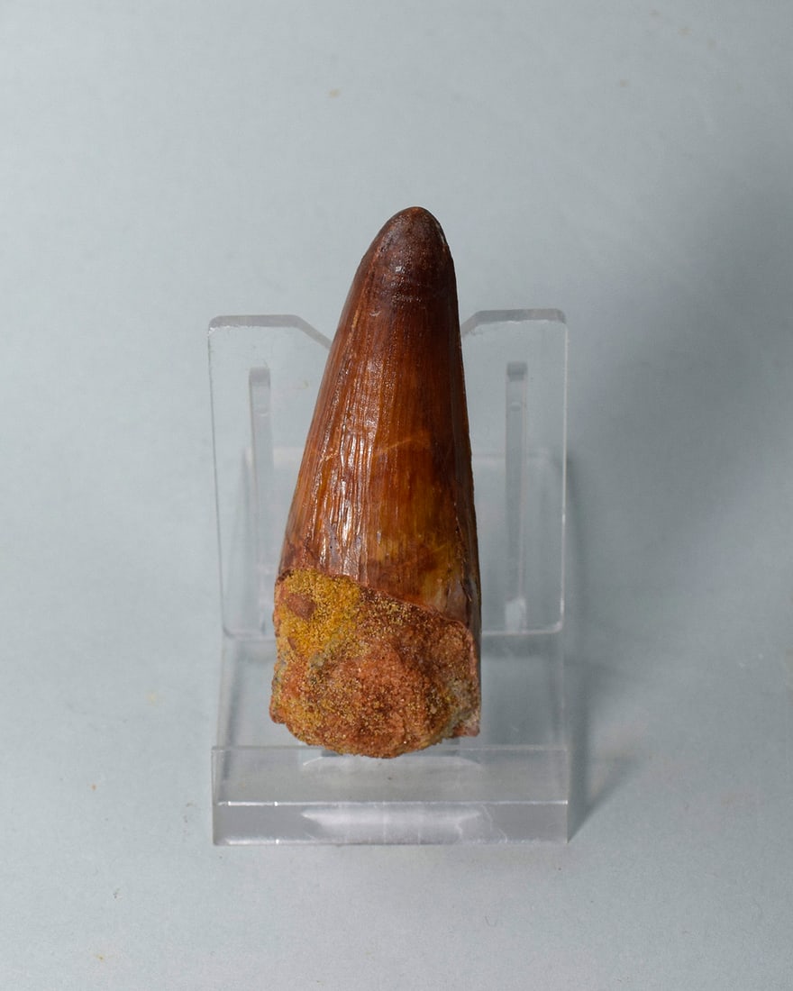 Superb 6.5 cm tooth of a theropod dinosaur Spinosaurus sp. - 4