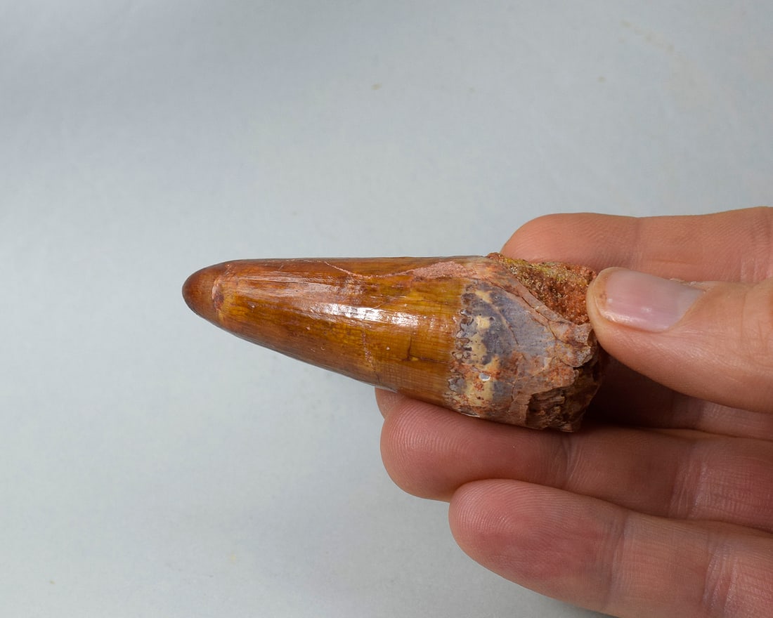 Superb 6.5 cm tooth of a theropod dinosaur Spinosaurus sp. - 5