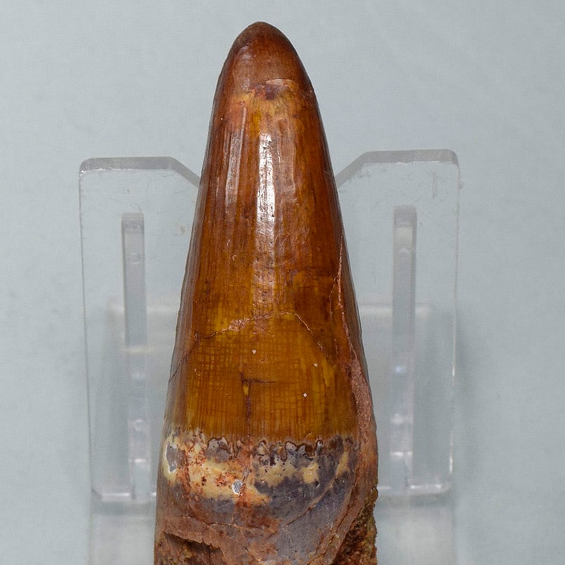 Superb 6.5 cm tooth of a theropod dinosaur Spinosaurus sp. - 6
