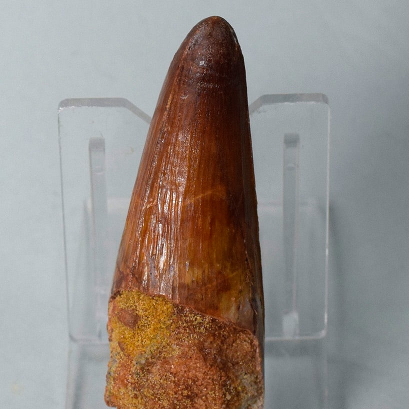 Superb 6.5 cm tooth of a theropod dinosaur Spinosaurus sp. - 7