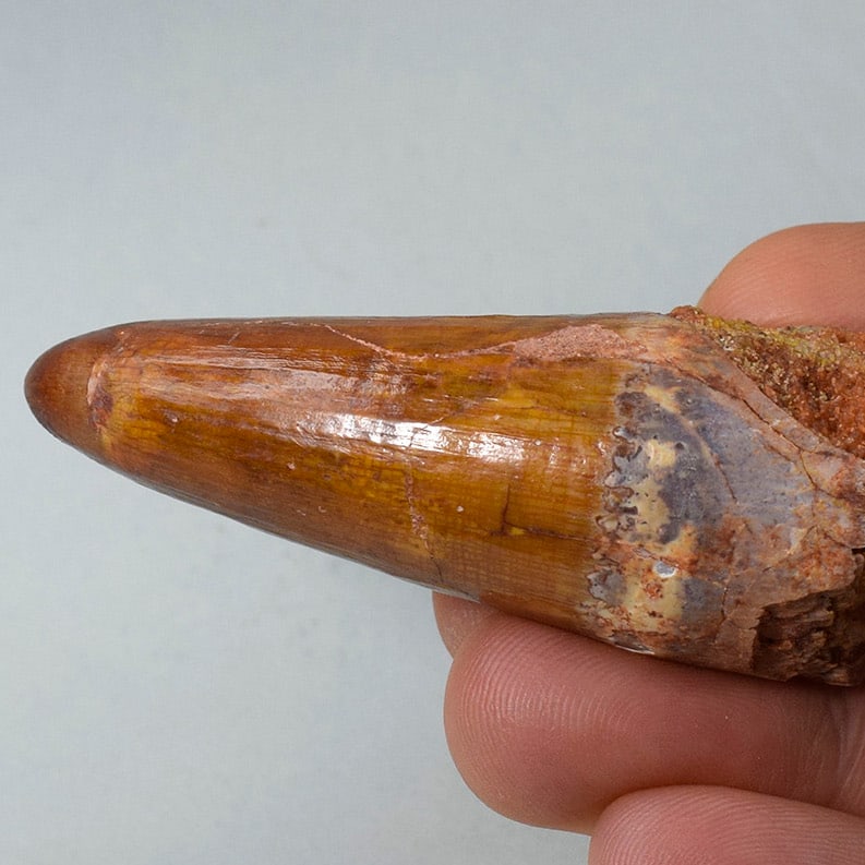 Superb 6.5 cm tooth of a theropod dinosaur Spinosaurus sp. - 8
