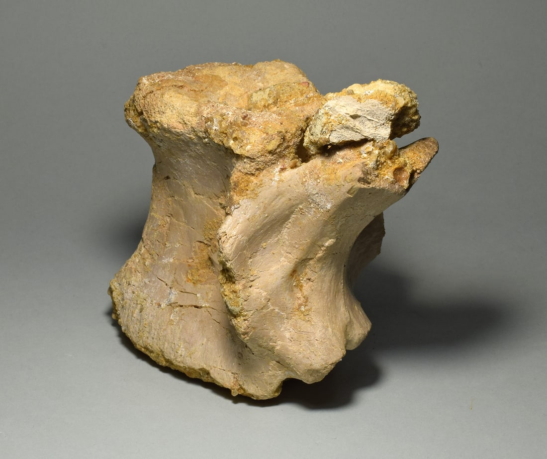 Beautiful 13.5 cm vertebra of a dinosaur - Carcharodontosaurus saharicus - 4