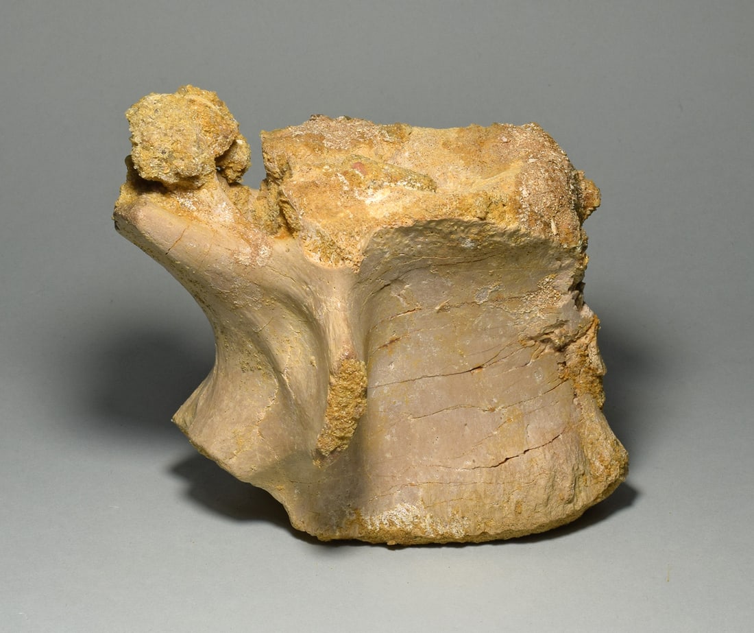 Beautiful 13.5 cm vertebra of a dinosaur - Carcharodontosaurus saharicus - 9