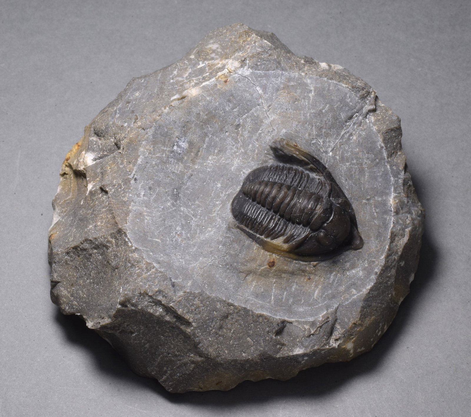 Fine trilobite - Cornuproetus (Diademaproetus) sp. - 3