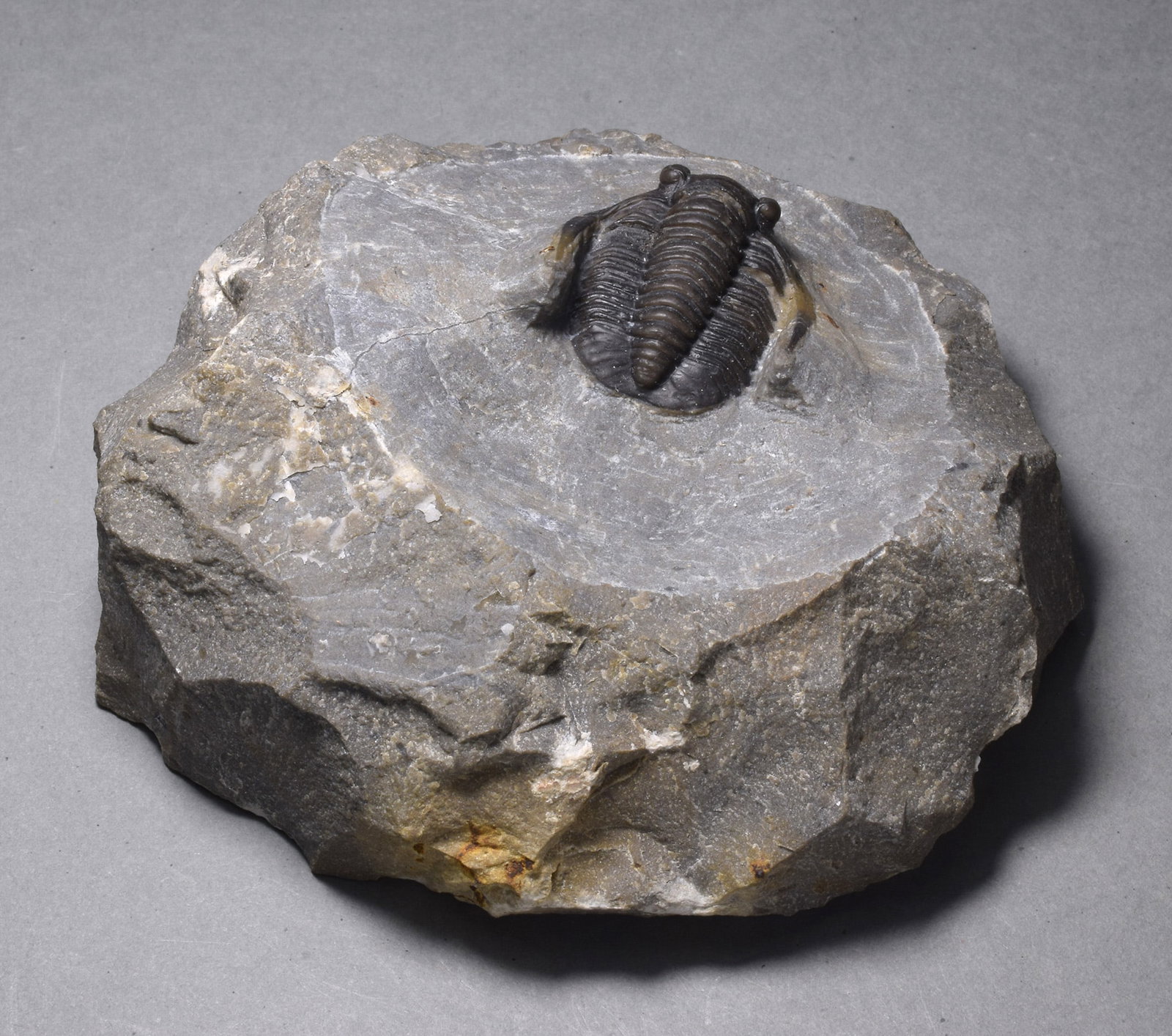 Fine trilobite - Cornuproetus (Diademaproetus) sp. - 5