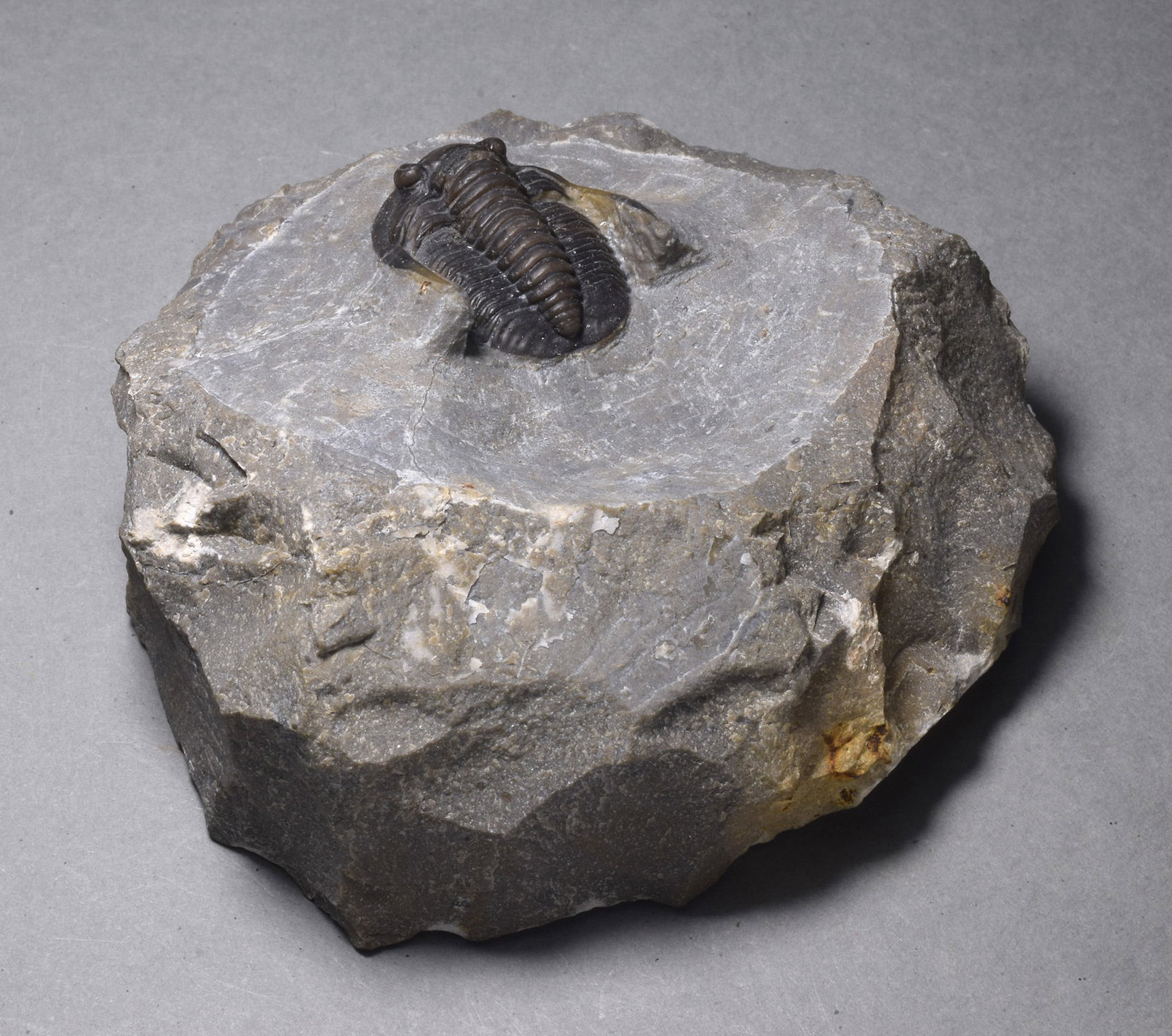 Fine trilobite - Cornuproetus (Diademaproetus) sp. - 6