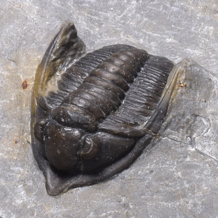 Fine trilobite - Cornuproetus (Diademaproetus) sp. - 9