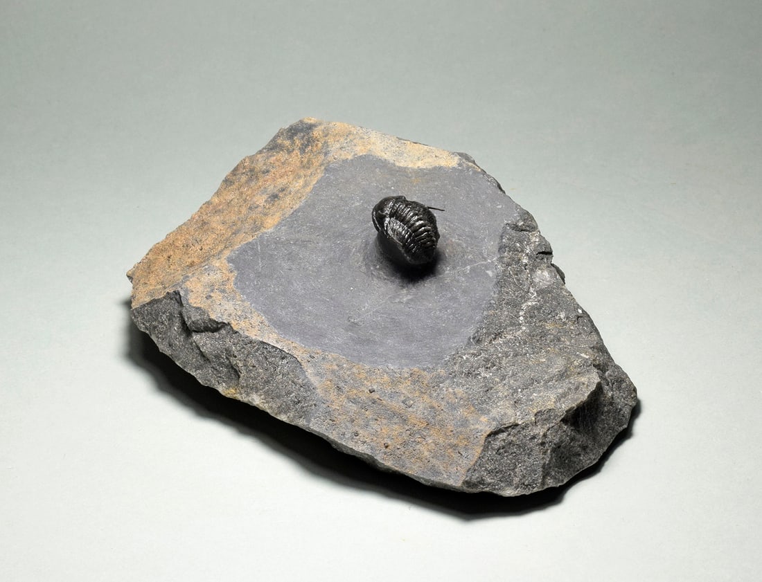 Rare trilobite Phaetonellus - 8