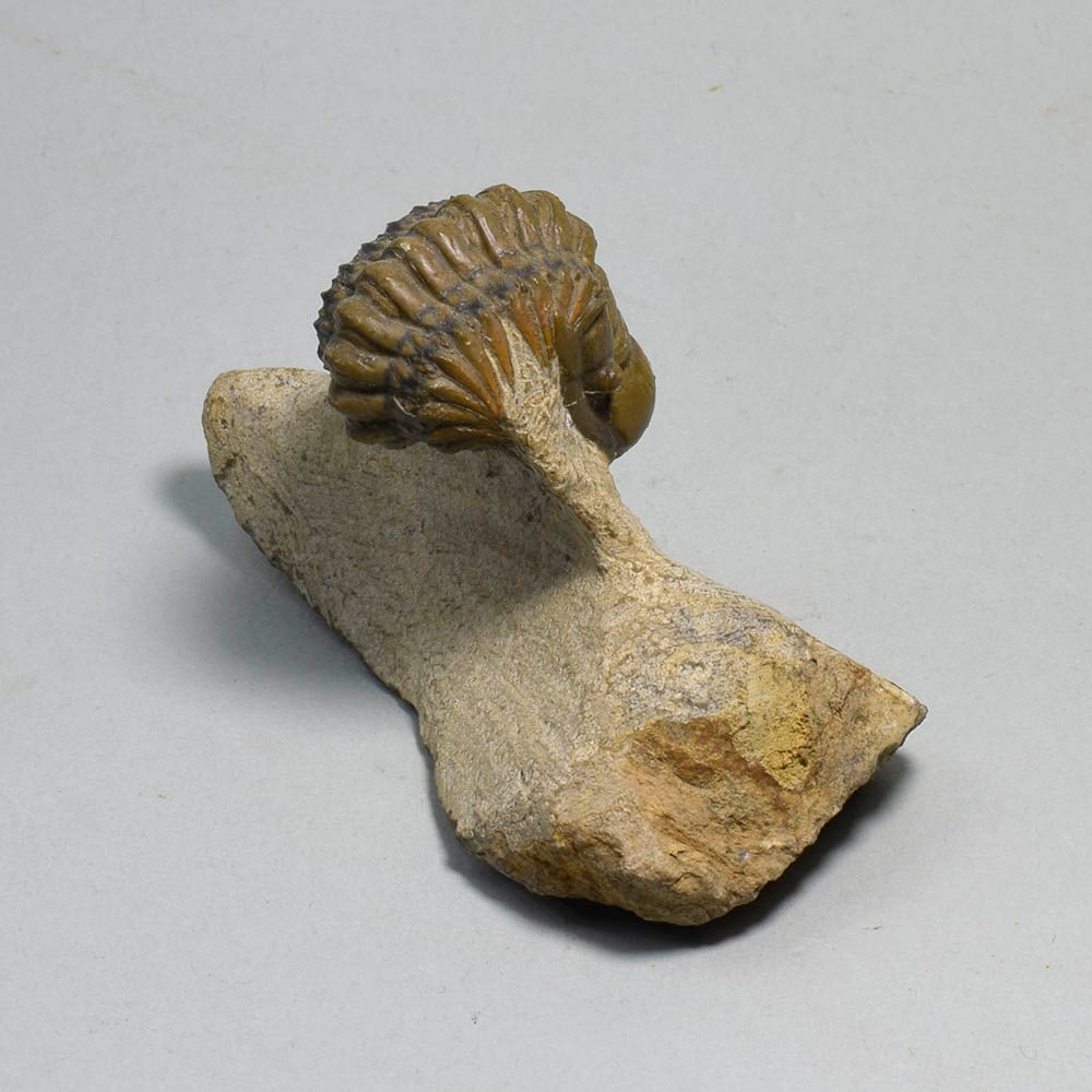 Fine rolled trilobite - Cheirurus (Crotalocephalina) gr. gibbus - 4