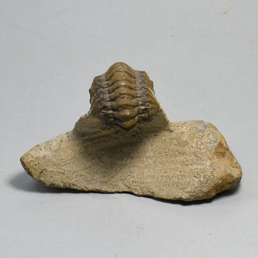 Fine rolled trilobite - Cheirurus (Crotalocephalina) gr. gibbus - 5
