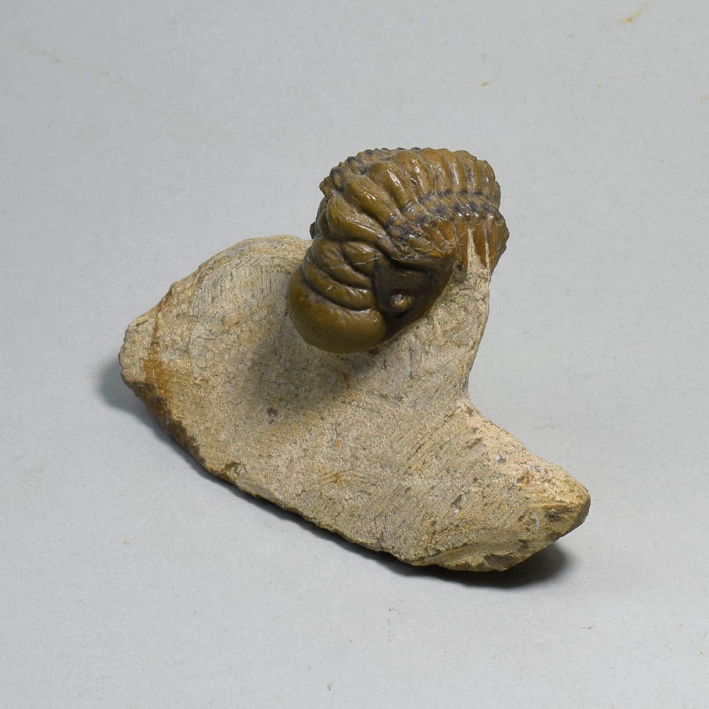 Fine rolled trilobite - Cheirurus (Crotalocephalina) gr. gibbus - 7