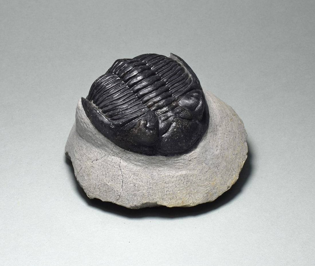 Fine trilobite - Hollardops mesocristata - 3