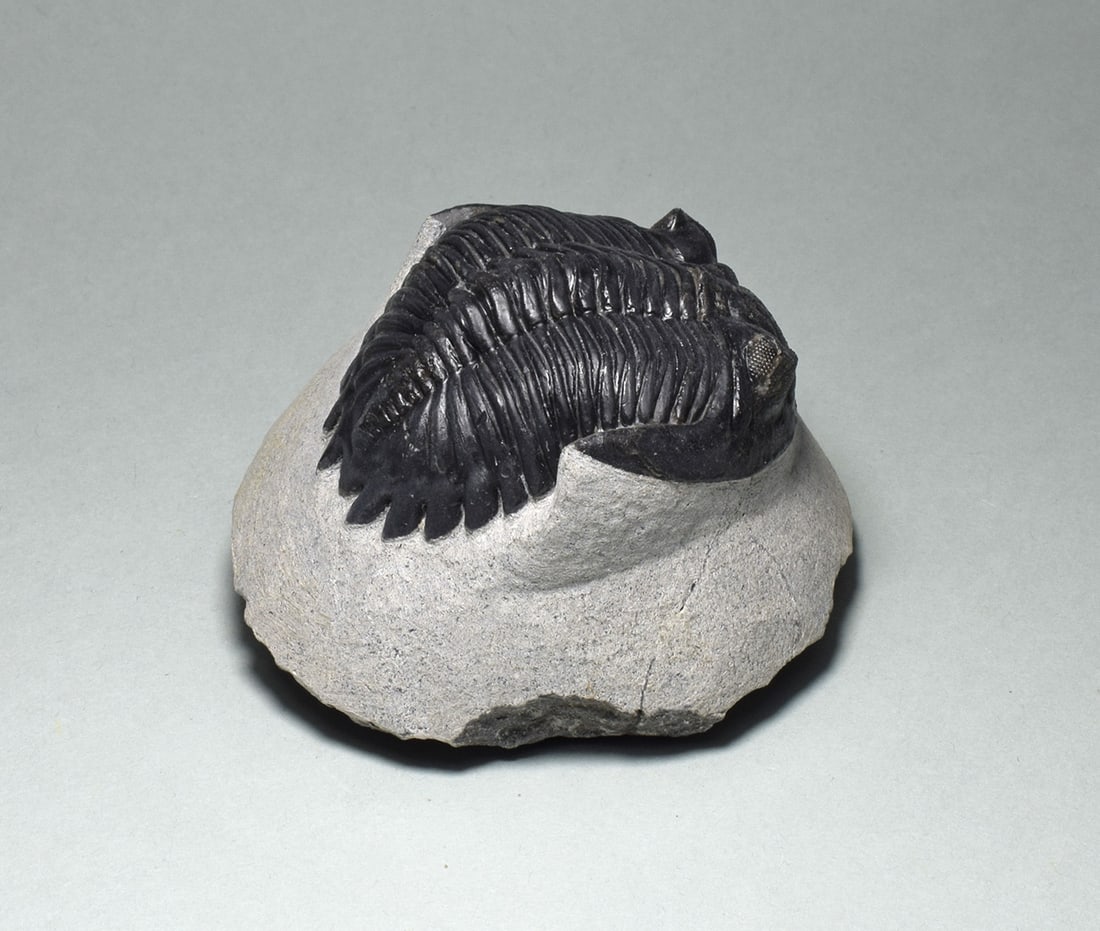 Fine trilobite - Hollardops mesocristata - 4