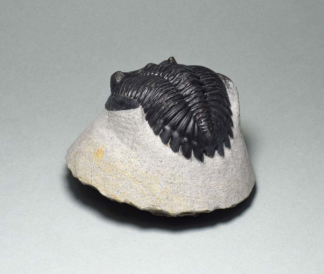 Fine trilobite - Hollardops mesocristata - 5