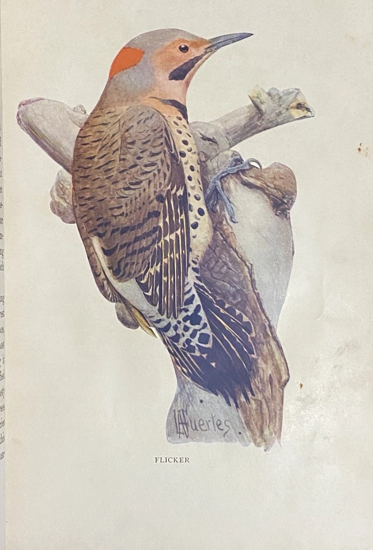 Bird Stories from Burroughs -John Burroughs 1909 HC Illustrated - 5