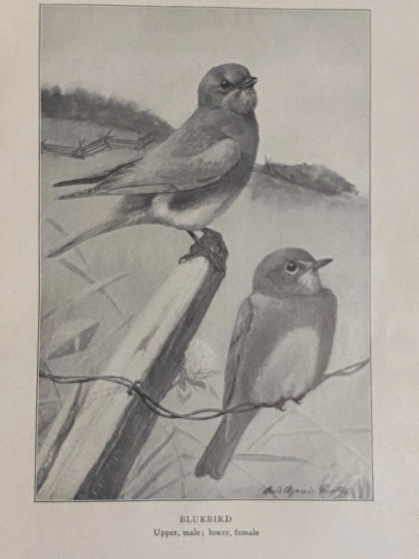 Bird Stories from Burroughs -John Burroughs 1909 HC Illustrated - 8