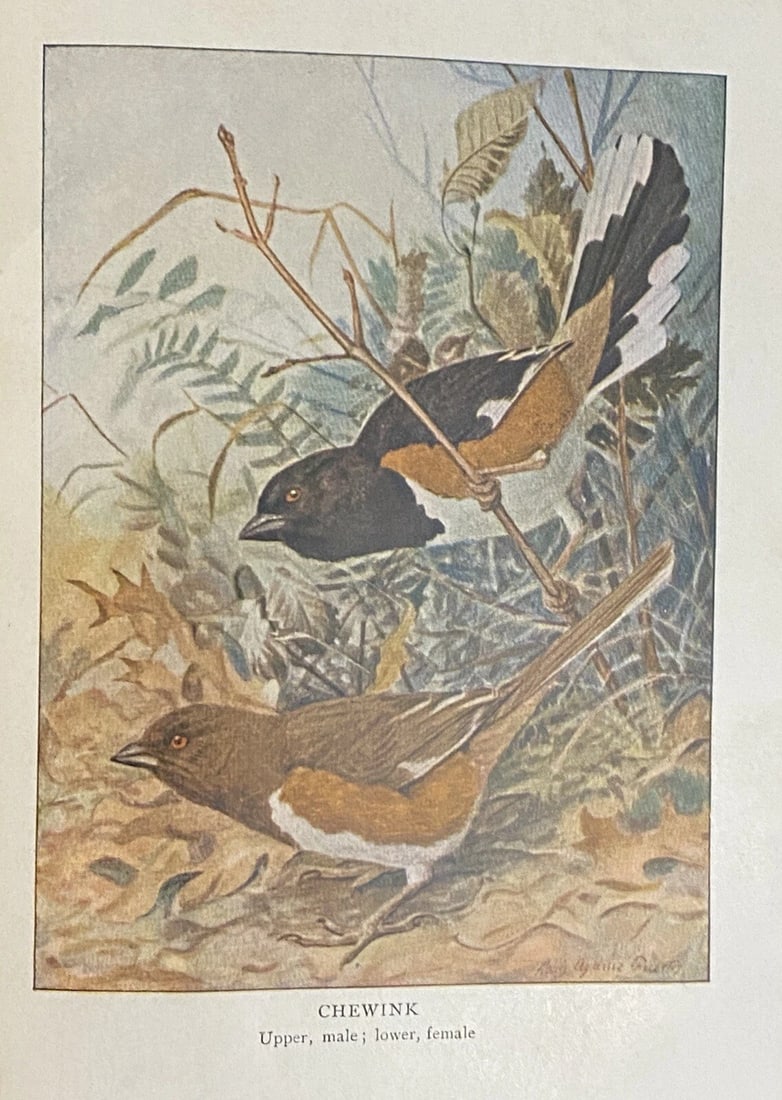 Bird Stories from Burroughs -John Burroughs 1909 HC Illustrated - 9