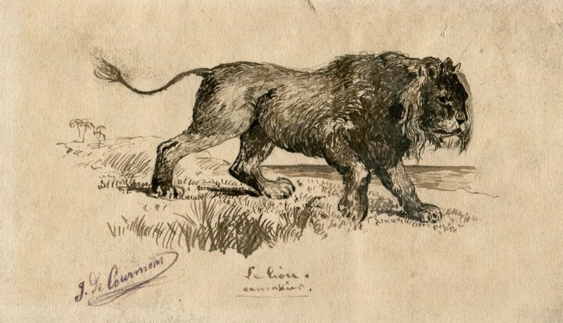 Antique Original Drawing J. DE CAURMONT (XIX-XX) Lion, Animal - 2