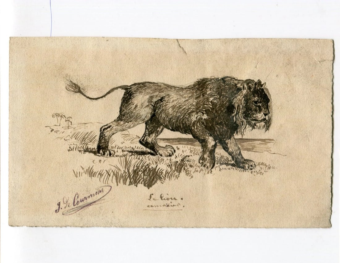Antique Original Drawing J. DE CAURMONT (XIX-XX) Lion, Animal - 5