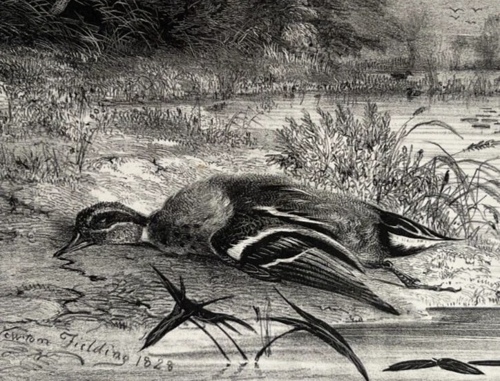 Newton FIELDING 1799-1856 Teal Animal Bird Duck Antique Etching Original - 2