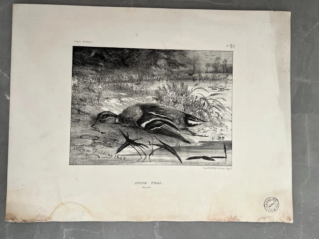 Newton FIELDING 1799-1856 Teal Animal Bird Duck Antique Etching Original - 3