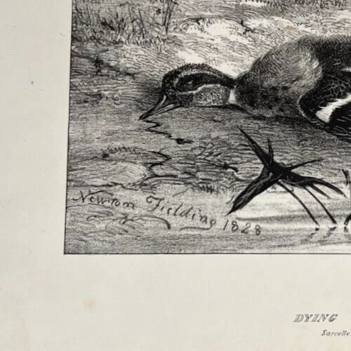Newton FIELDING 1799-1856 Teal Animal Bird Duck Antique Etching Original - 4