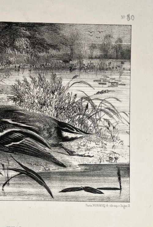 Newton FIELDING 1799-1856 Teal Animal Bird Duck Antique Etching Original - 5