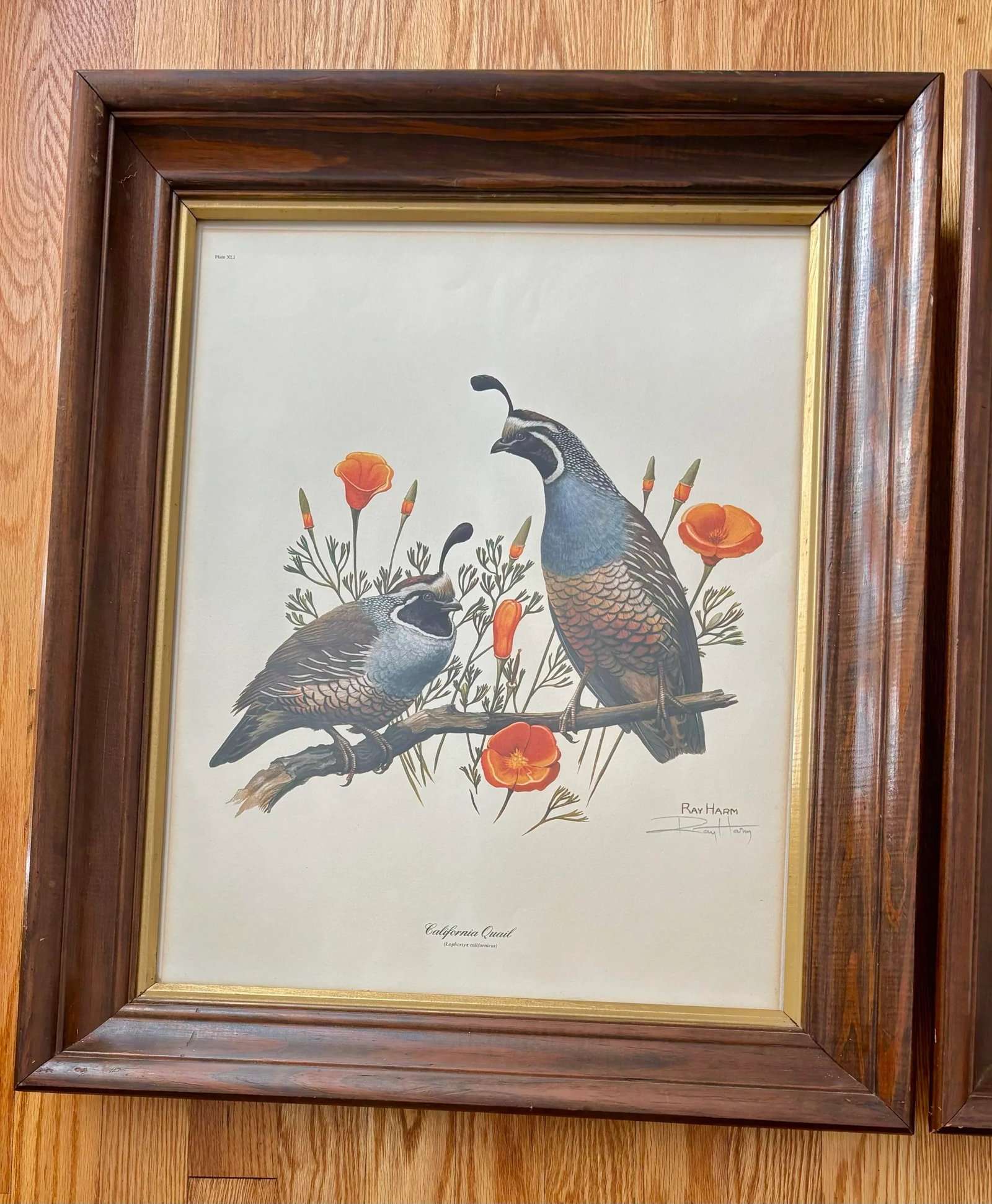 1970s Lithograph Western Bird Prints by Ray Harm, Framed and Signed, a Pair - 2