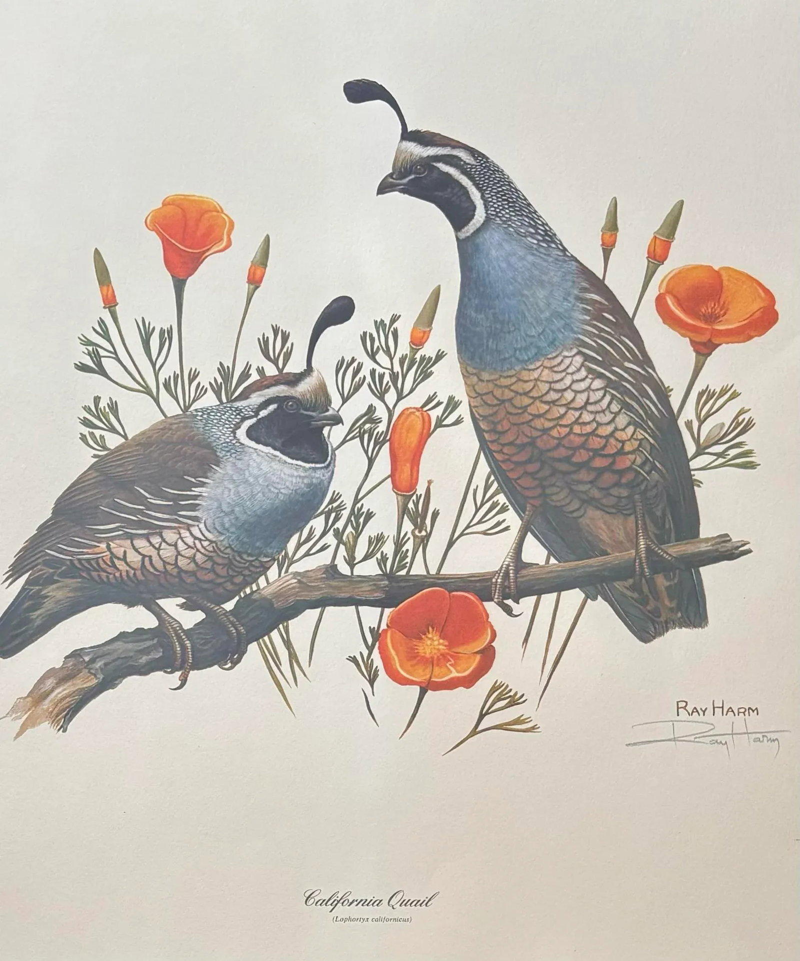 1970s Lithograph Western Bird Prints by Ray Harm, Framed and Signed, a Pair - 3