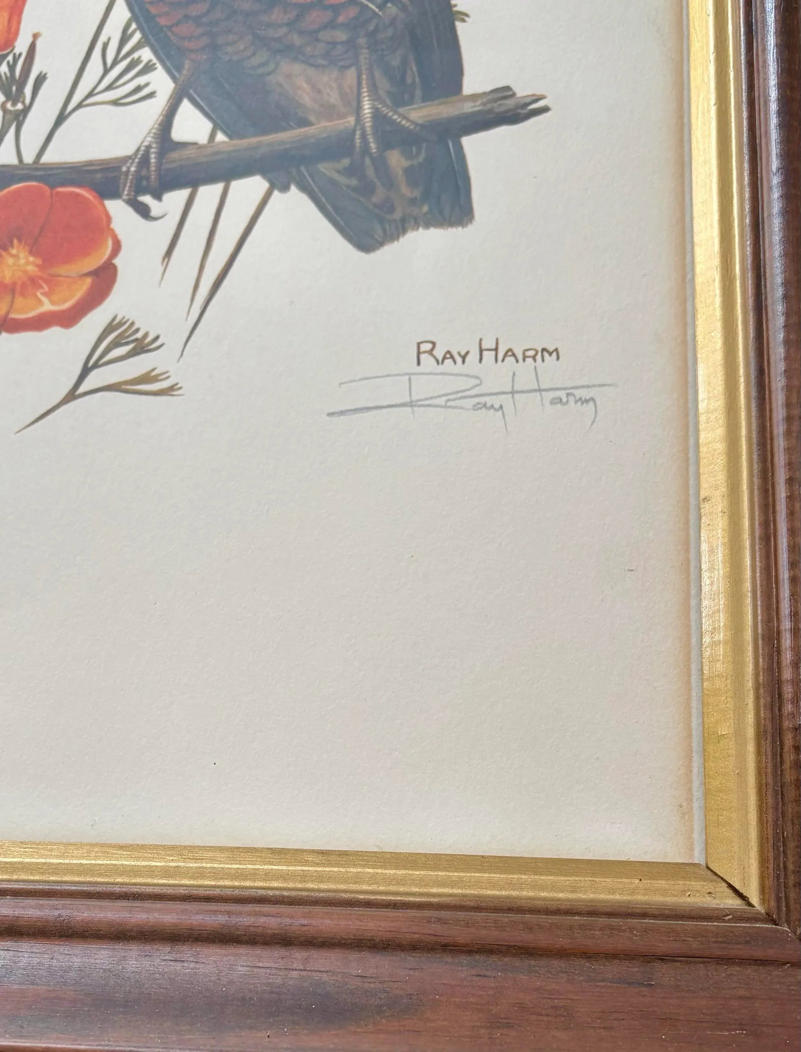 1970s Lithograph Western Bird Prints by Ray Harm, Framed and Signed, a Pair - 4