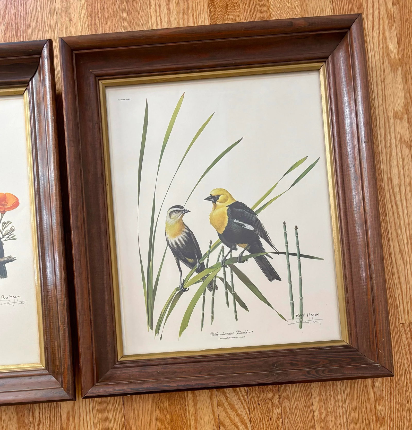 1970s Lithograph Western Bird Prints by Ray Harm, Framed and Signed, a Pair - 5