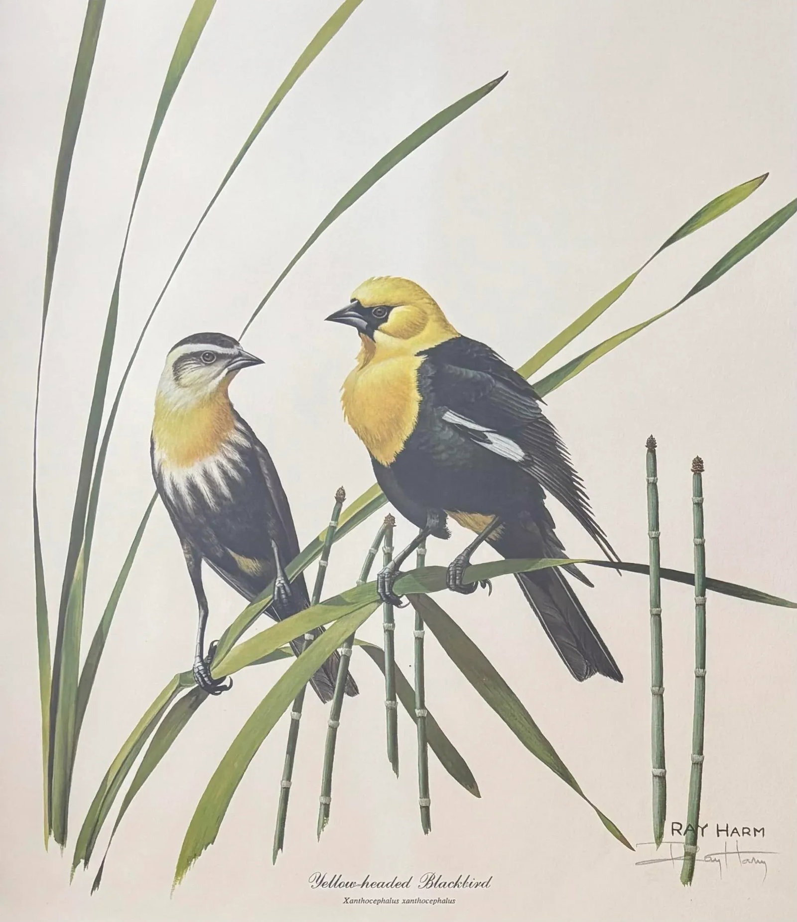 1970s Lithograph Western Bird Prints by Ray Harm, Framed and Signed, a Pair - 6