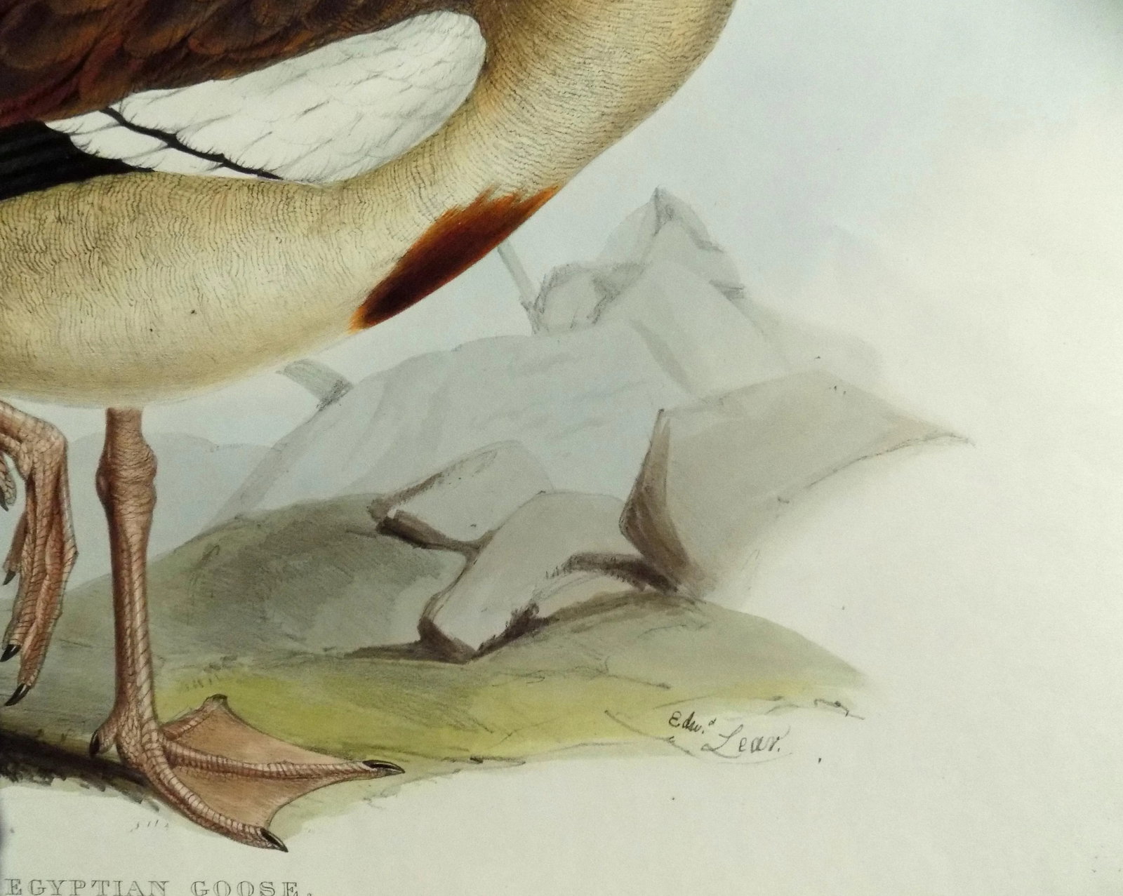 Egyptian Goose Original Print by John Gould, 1837 - 2