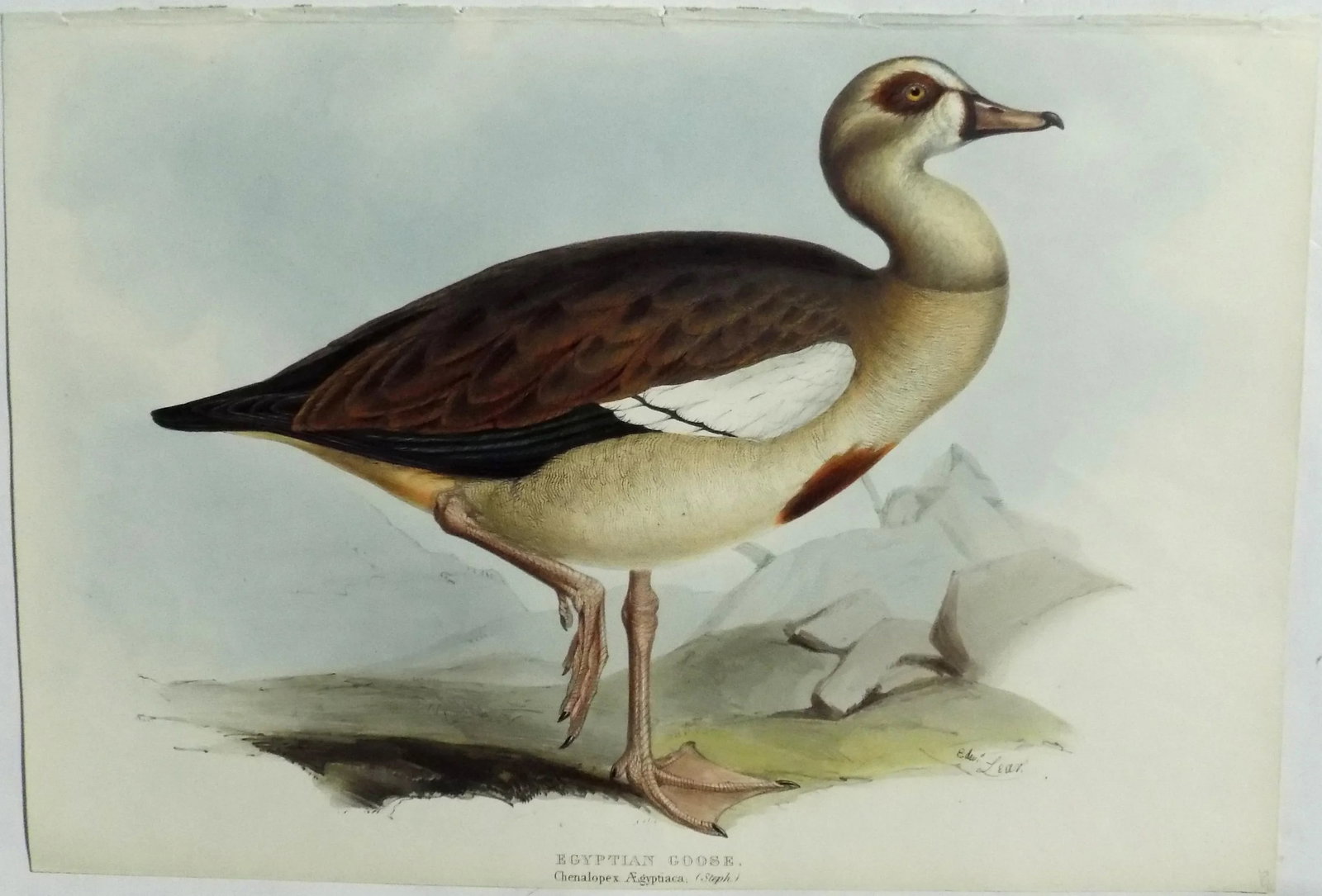 Egyptian Goose Original Print by John Gould, 1837 - 3
