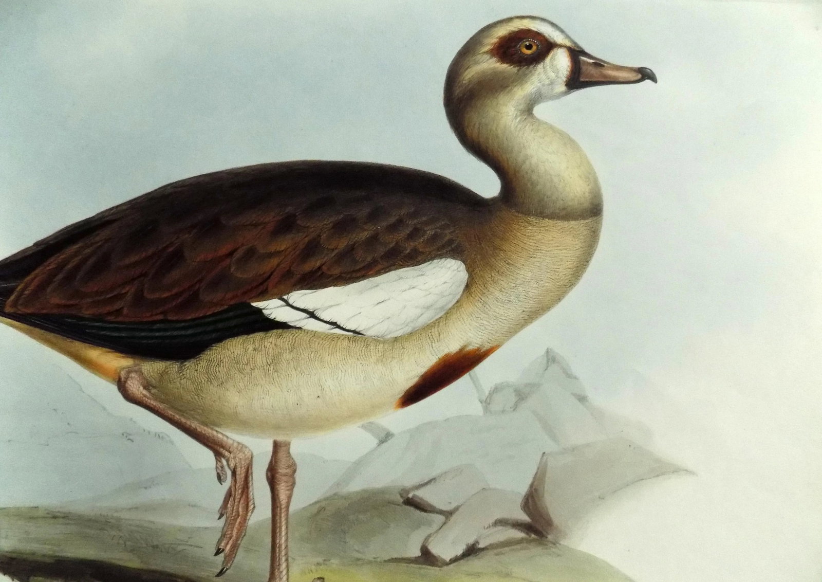 Egyptian Goose Original Print by John Gould, 1837 - 4