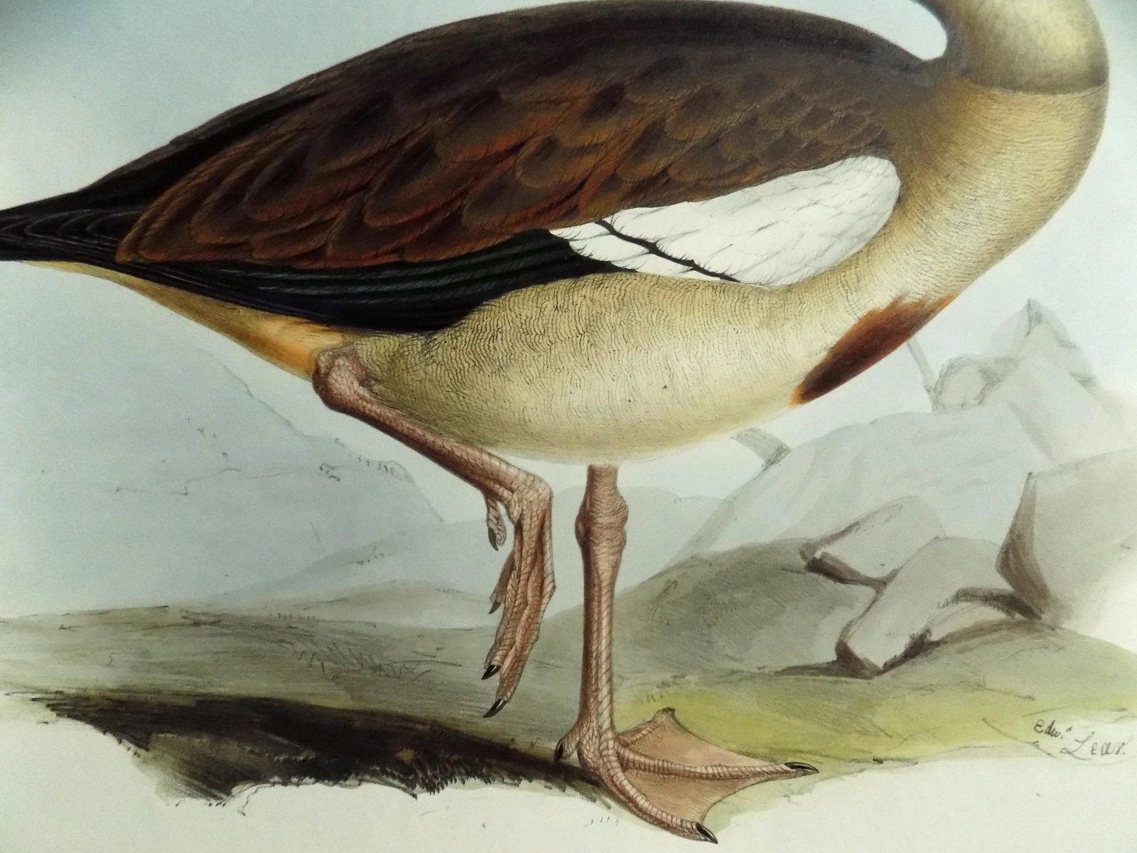 Egyptian Goose Original Print by John Gould, 1837 - 5
