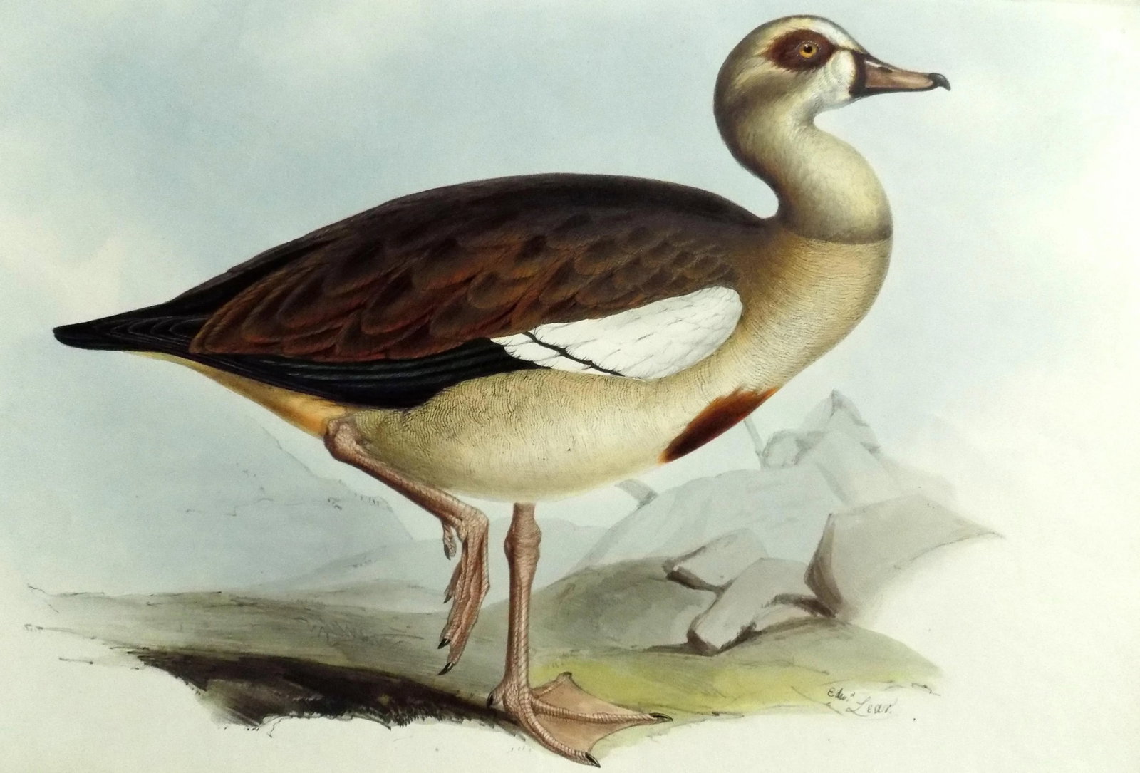 Egyptian Goose Original Print by John Gould, 1837 - 6