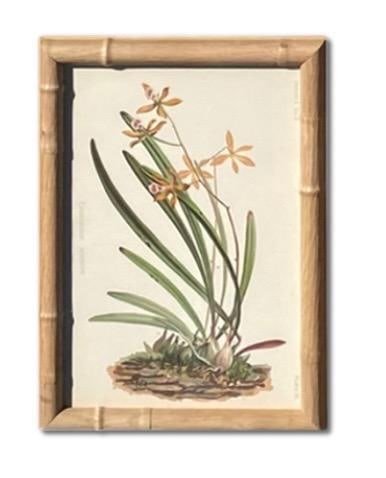 Framed Antique Botanical Chromolithographs "” "Wild Flowers of America", Volume I, L. Prang & - 10