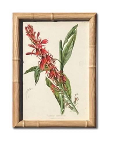 Framed Antique Botanical Chromolithographs "” "Wild Flowers of America", Volume I, L. Prang & - 12