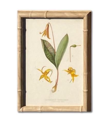 Framed Antique Botanical Chromolithographs "” "Wild Flowers of America", Volume I, L. Prang & - 2