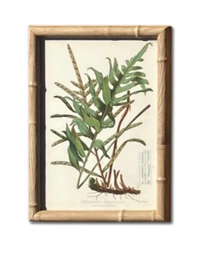 Framed Antique Botanical Chromolithographs "” "Wild Flowers of America", Volume I, L. Prang & - 7