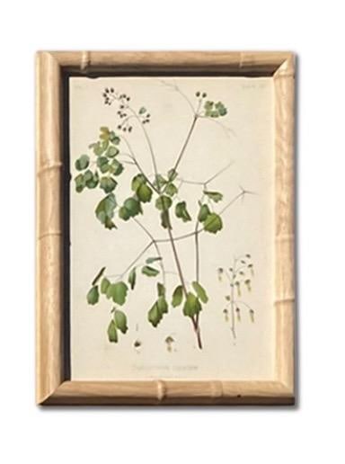 Framed Antique Botanical Chromolithographs "” "Wild Flowers of America", Volume I, L. Prang & - 9