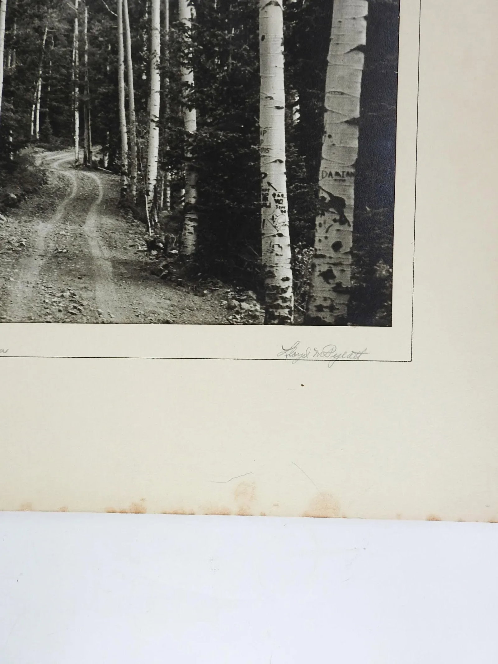 1950's Photograph of Twining Canyon Aspens - 2